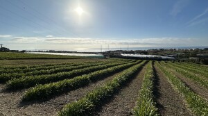 terreno3